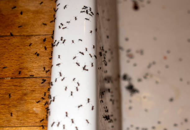 Best Residential Pest Control  in Howard, WI